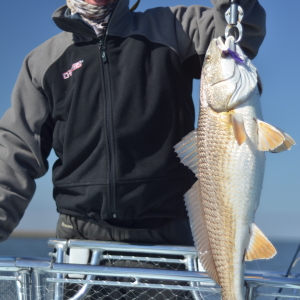 Ron's Louisiana redfish on Fly