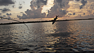 Tarpon jumping_576x328